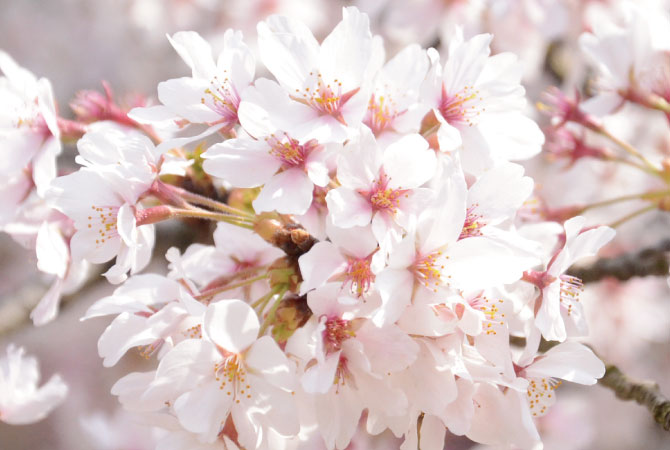 桜の花の塩漬け