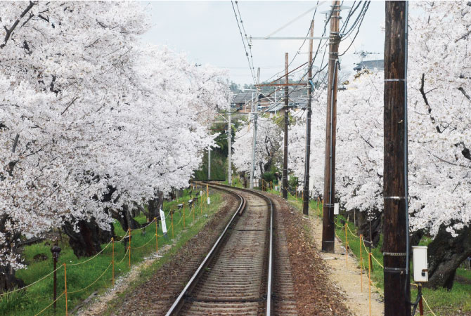 桜の花の塩漬け