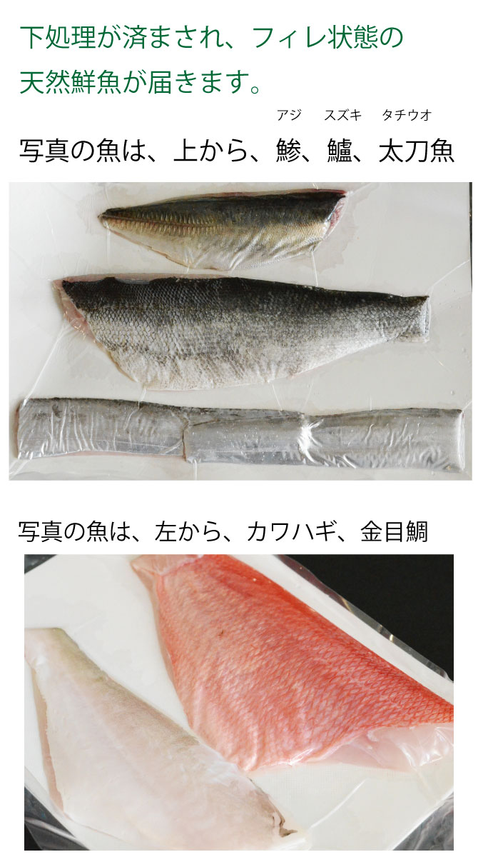 天然魚　刺身