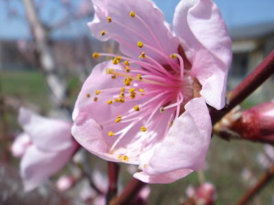 桃の花