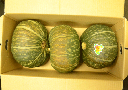 kabocha