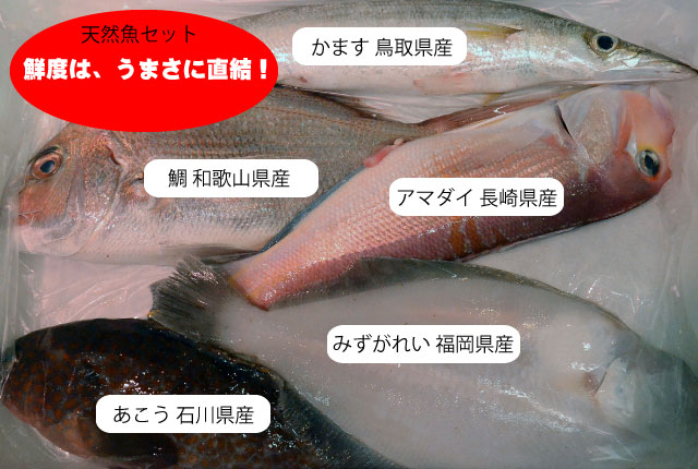 天然魚の鮮魚セット
