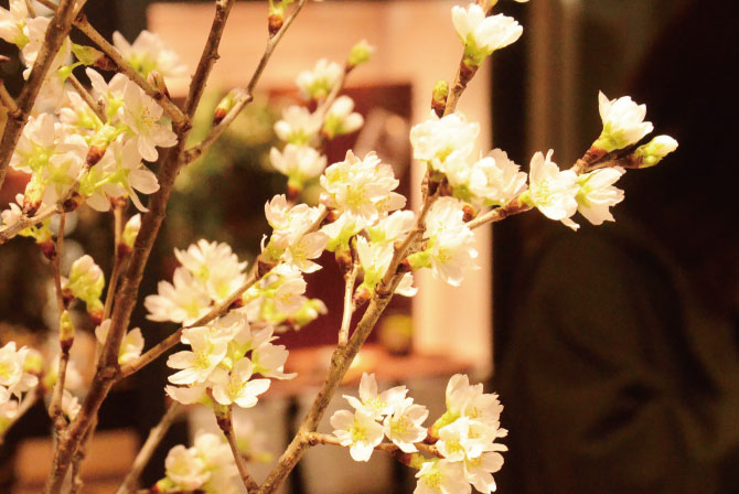 啓翁桜　山形県