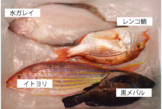 鮮魚