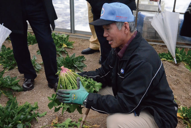 山形県　赤根ほうれん草