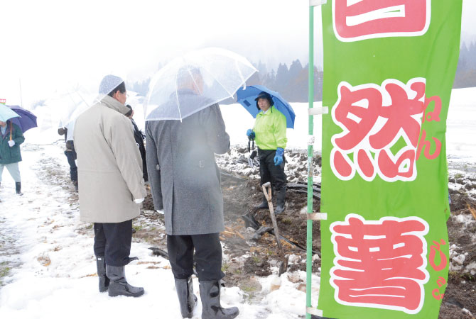 山形県　自然薯