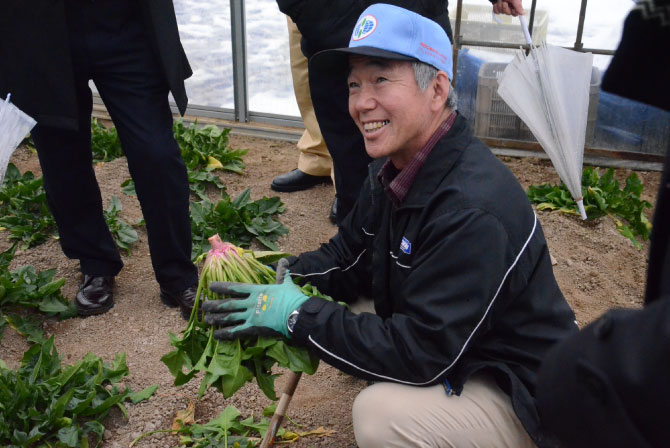 赤根ほうれん草　伝統野菜