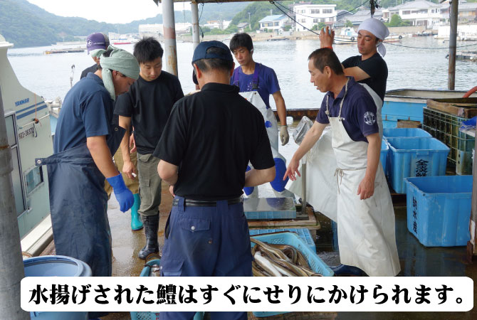 鱧（はも）　淡路産　福羅漁港