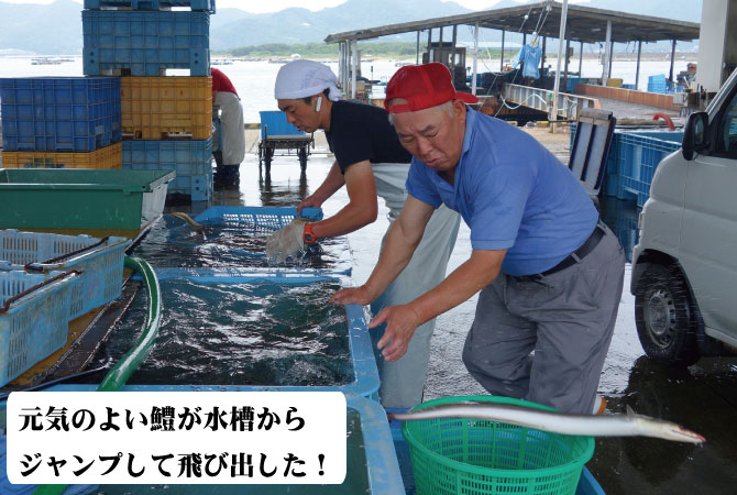 鱧（はも）　淡路産　福羅漁港