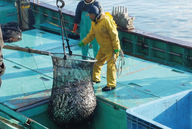 水揚げ