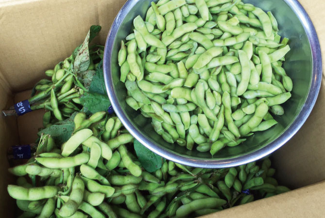 edamame2